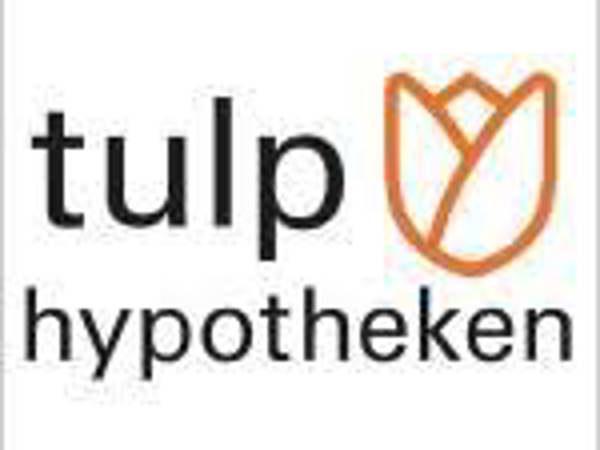 Tulp
